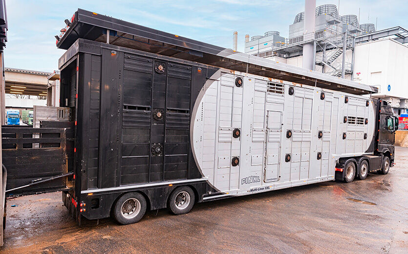 Ein Tiertransporter ringt etwa 160 Tiere auf den Schlachthof.