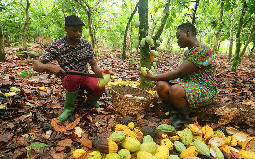 Warum hohe Kakaopreise bei Bauern nicht ankommen – und was der Handel ändern will