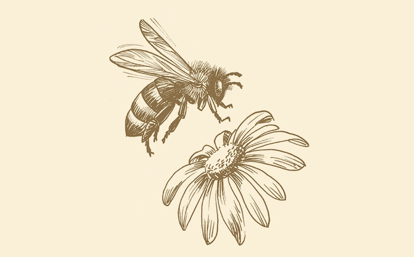 So entsteht Honig: Die Insekten fliegen Blüten an, um Nektar zu saugen. Eine weitere Nahrungsquelle ist Honigtau (zuckerhaltige Ausscheidung von Rinden- und Schildläusen).