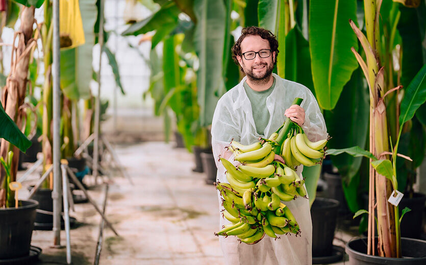 Artikelbild Pilzkrankheiten gefährden wichtige Obstsorte im Handel – das sind die Folgen für Einkauf und Sortiment