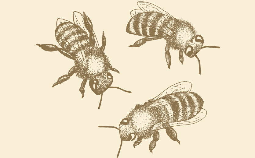 Honig ohne Herkunftstricks – was eine neue EU-Regel für die Produktkategorie bedeutet