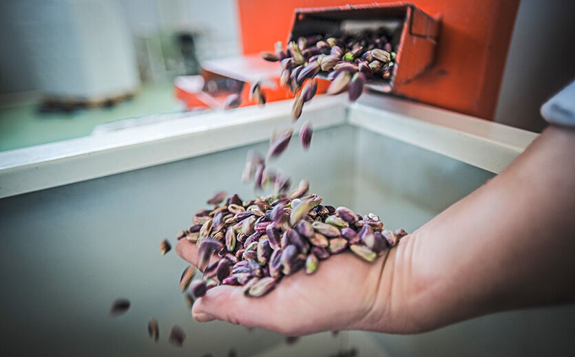 Artikelbild zu Artikel Pistazien gewinnen an Boden – wie sich der Nussanbau verändert