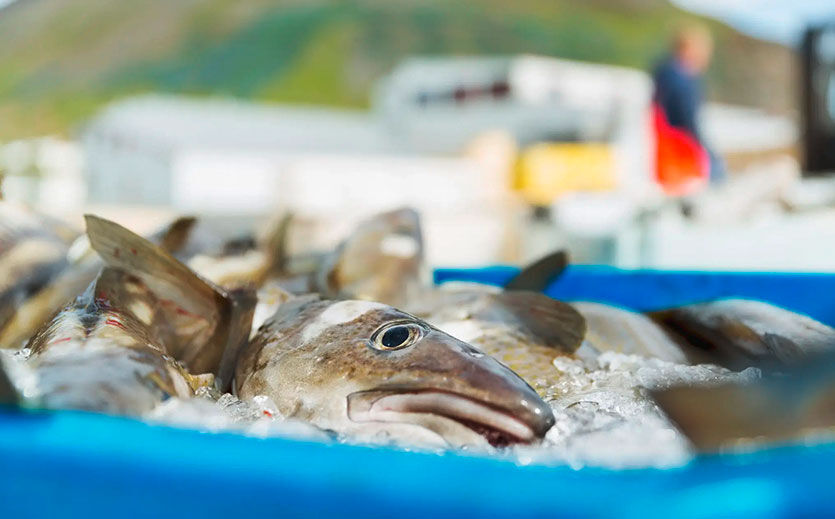 Artikelbild Mehr als Filet – wie aus Fischhaut ein Milliarden-Geschäft entsteht