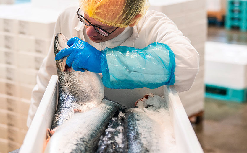 Der Lachs trifft ein, und die Mitarbeiter prüfen die Papiere, Temperaturen und Chargen. Danach kontrollieren sie Frische und Aussehen.