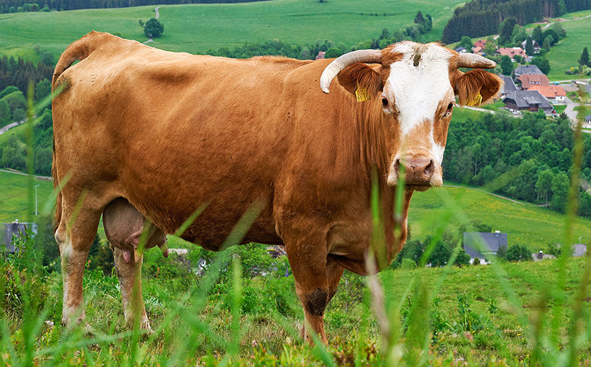 Schwarzwald Bio Weiderind 02