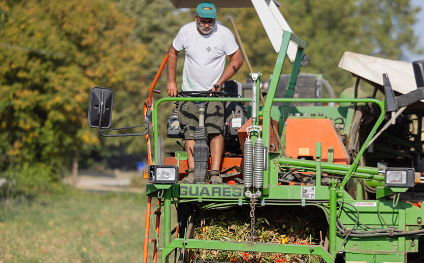 Farmer Fabio erntet die Tomaten maschinell. Das Gemüse mag Temperaturen von 32 bis 34 Grad Celsius am Tag und 22 Grad Celsius in der Nacht.