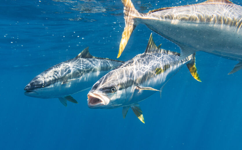Artikelbild Fischzüchter Infinite Sea meldet Insolvenz an