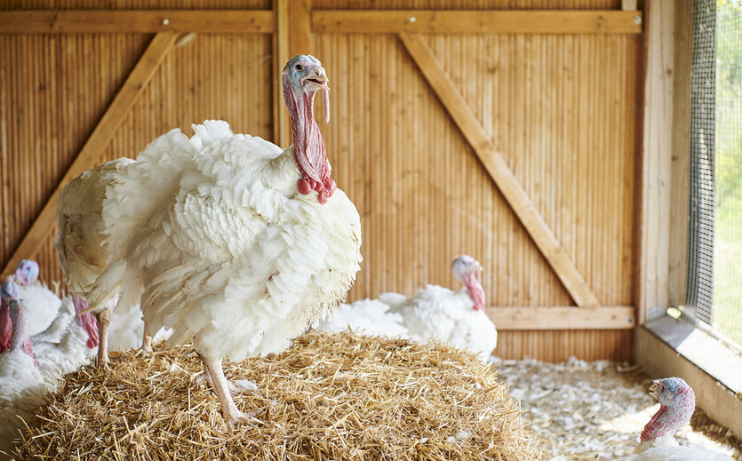 Heidemark mit neuem Eigentümer: Pute auf Strohballen, dahinter weitere Puten.