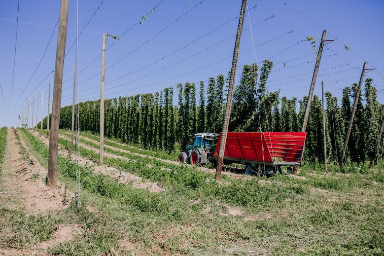 Artikelbild zu Artikel Weltweiter Bierdurst lässt nach