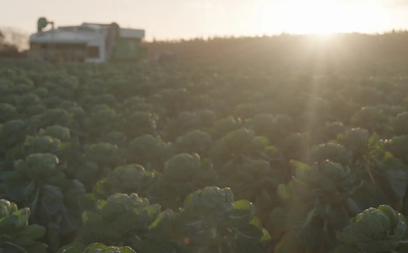 Sainsbury's bindet Tausende Farmen mit langfristigen Verträgen