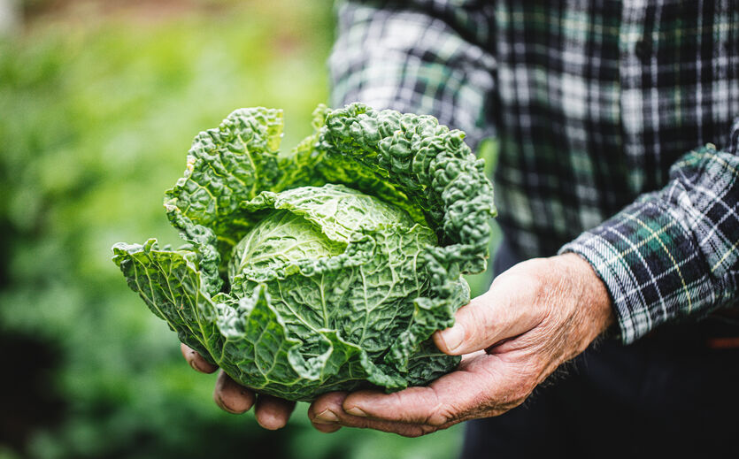 Artikelbild zu Artikel Rewe schließt Fünfjahresvertrag mit Gemüsebauern