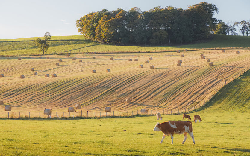 Artikelbild Klimawandel bedroht Weideflächen weltweit