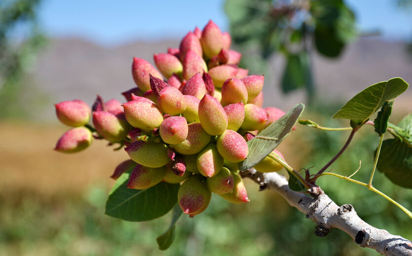 Artikelbild Exporte in den Iran brechen um ein Viertel ein