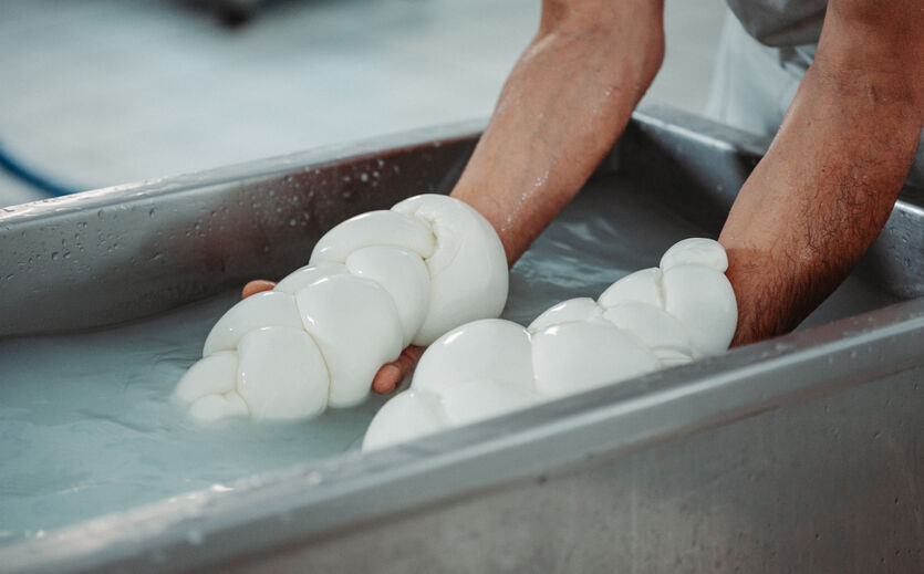 Lkw-Blockaden gefährden die Produktion von Büffelmozzarella
