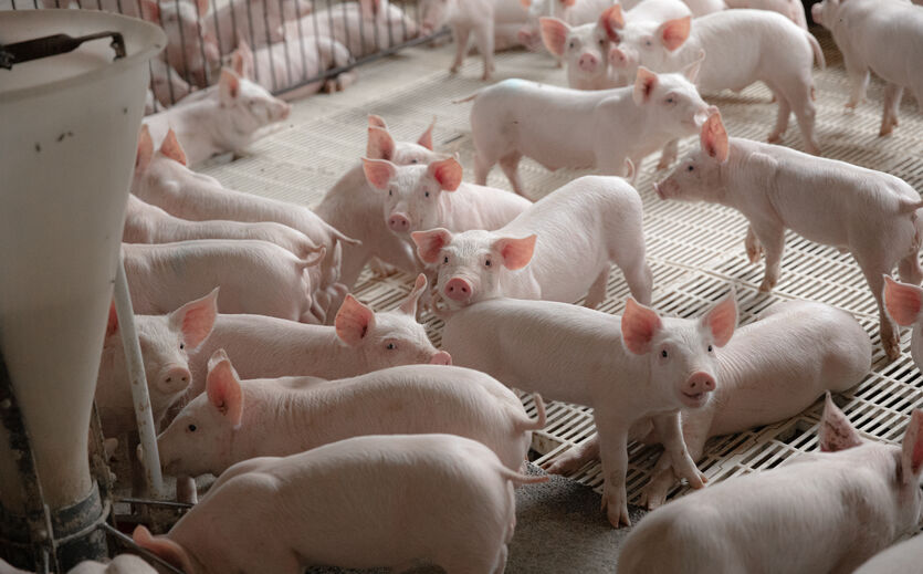 Artikelbild Alle Standorte von Geestferkel in Sachsen-Anhalt finden neue Betreiber