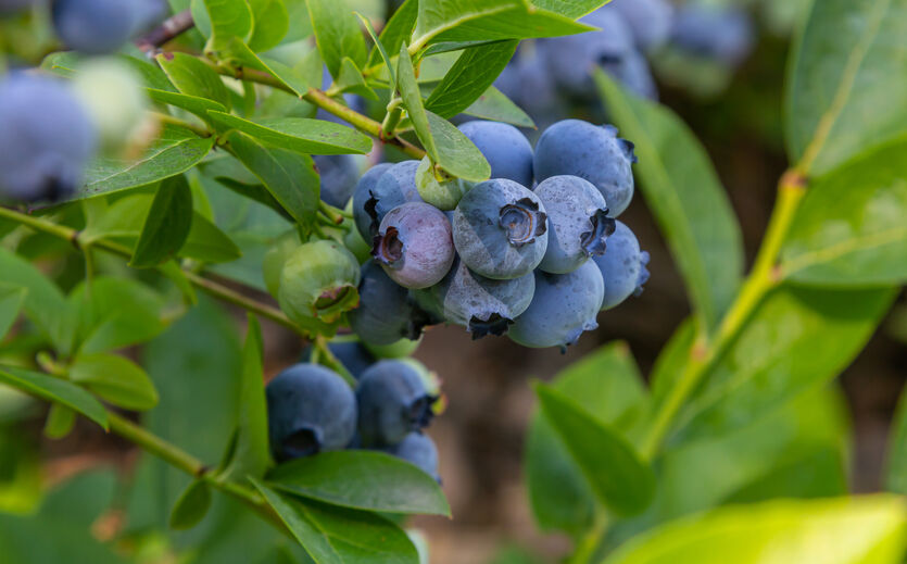 Kritik am LEH durch Beerenanbauer: Heidelbeeren an einem Strauch.