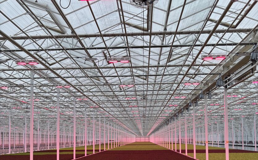 Rewe Group bringt besondere Salatmischungen in die Märkte