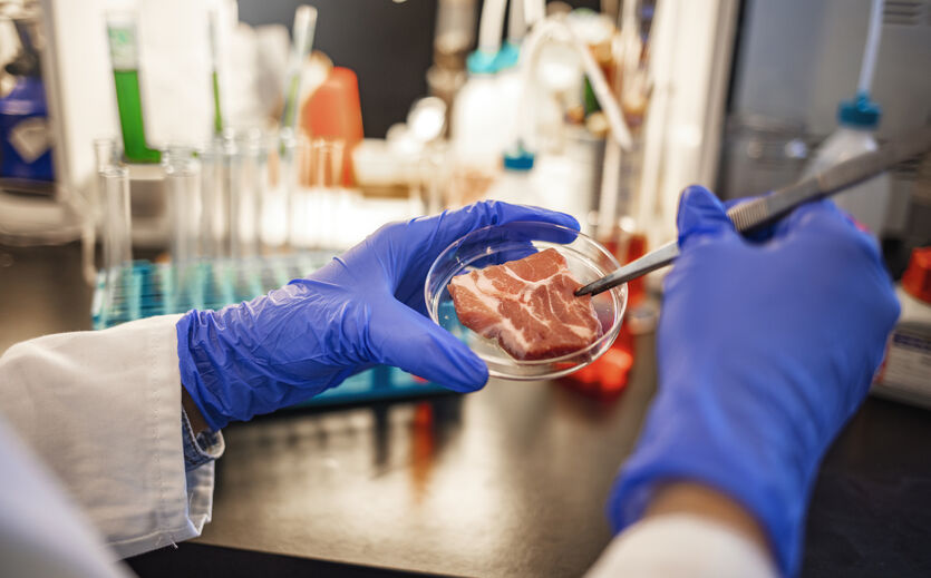 Rückrufaktionen: Fleischstück wird untersucht, zu sehen: zwei Hände in blauen Plastikhandschuhen, die eine Schale halten.e