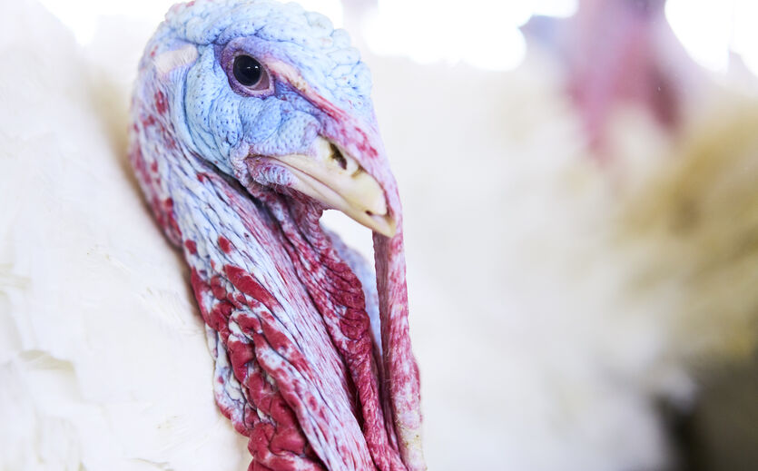 VDP zum Gerichtsurteil zur Putenhaltung: Nahaufnahme eines Puters.