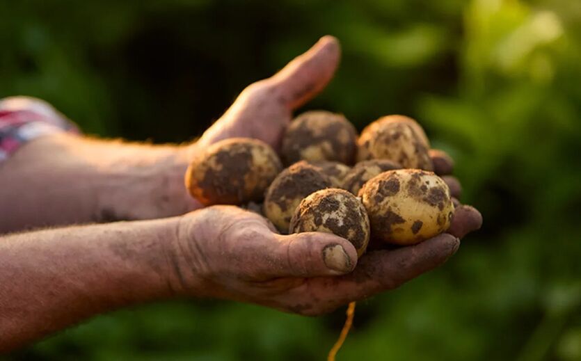 Colruyt spendet überschüssige Kartoffeln an Tafeln