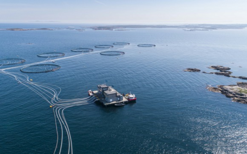Lerøy Seafood steigert Erntevolumen bei Lachs und Forellen