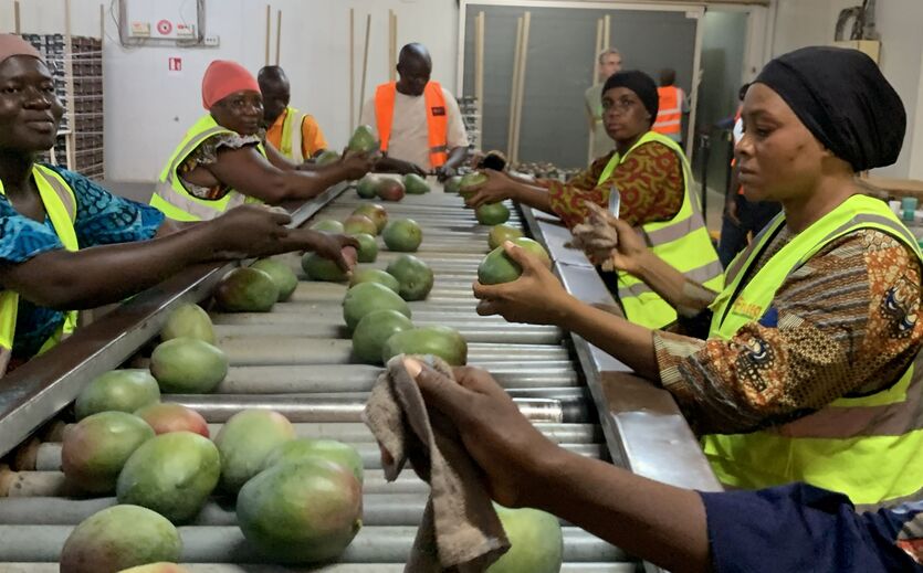 Eosta baut Mango-Import aus der Elfenbeinküste aus