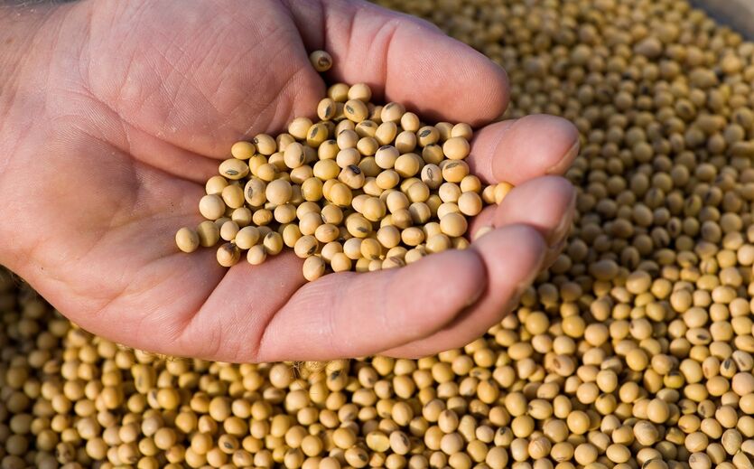 Albert Heijn senkt CO₂-Ausstoß durch nachhaltiges Tierfutter