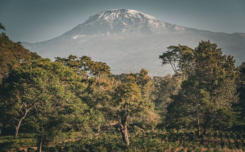 Kaffeekonzerne kartieren Anbaugebiete gegen Entwaldung