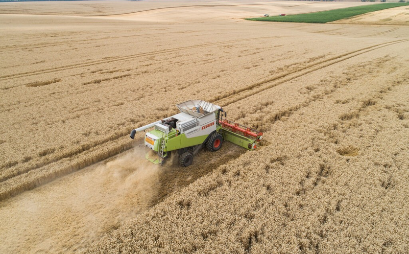 Mähdrescher bei der Getreideernte.