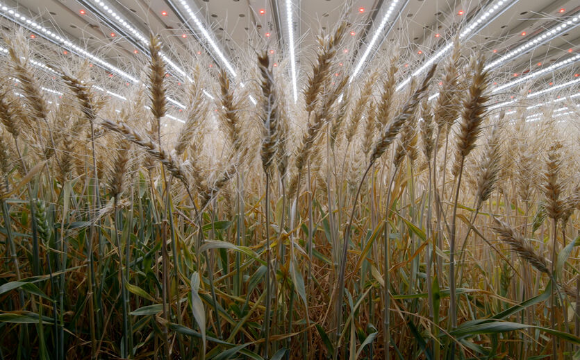 Artikelbild Infarm gelingt vertikaler Weizenanbau
