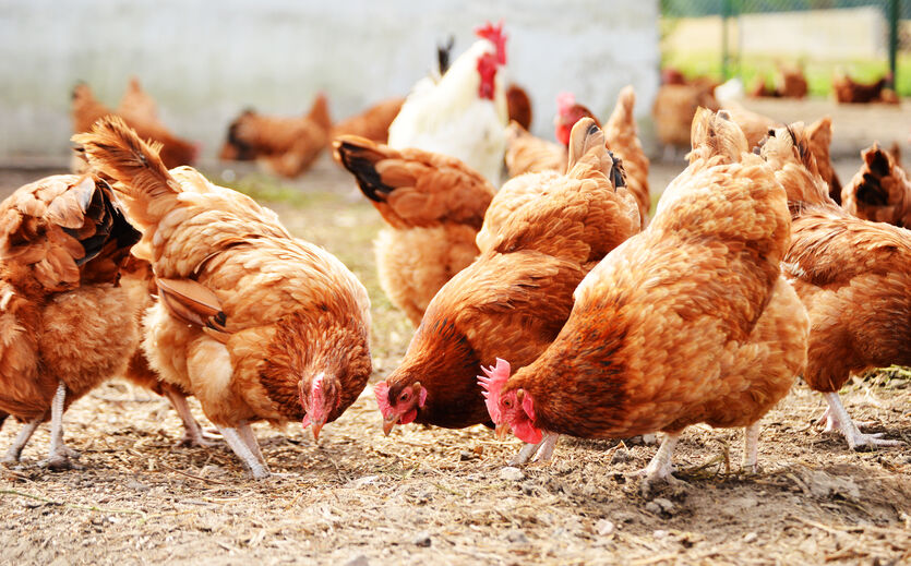 Landwirte lassen Hühnerställe leer stehen