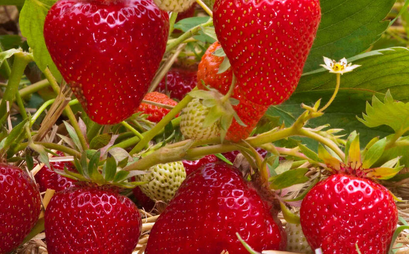 Maue Erdbeer- und Spargelernte