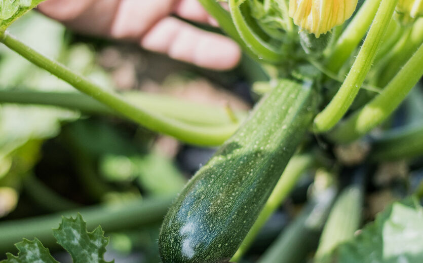 Artikelbild zu Artikel Herausfordernde Zucchini-Saison