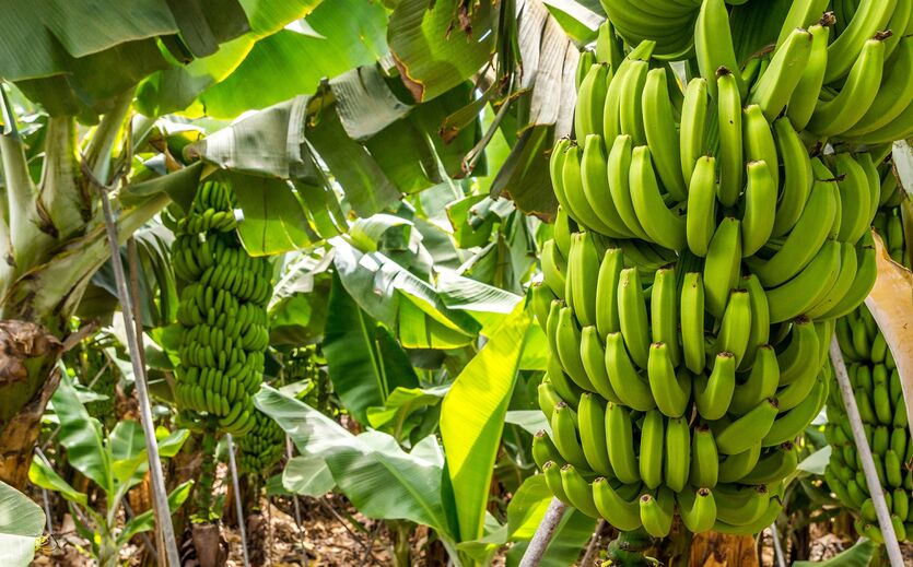 Bananensortiment bei Lidl wird noch fairer