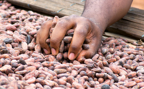Artikelbild Setzt Programm für fairen Kakao auf