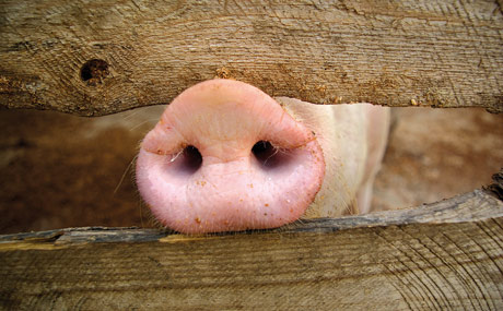 Lässt Schweinehaltung überprüfen
