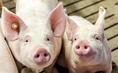 Tierwohlsiegel für Schweinefleisch