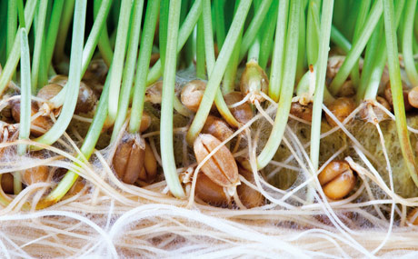 Artikelbild Problem-Rohstoff Soja – Zeit zu handeln