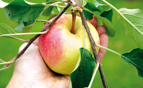 Artikelbild Äpfel