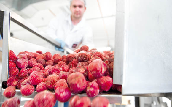 Produktion beim Profi: Basis sind erntefrische,
saubere Früchte, die entweder frisch oder
tiefgekühlt verarbeitet werden. Dabei werden
spezielle Sorten genutzt, bei Erdbeeren zum
Beispiel häufig die Sorte „Honeoye“.