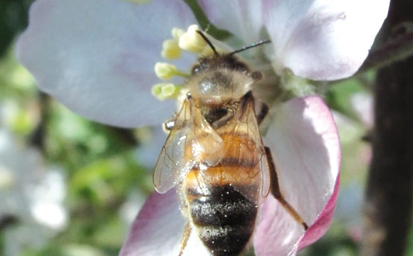 Artikelbild Insektensterben contra Produktauswahl