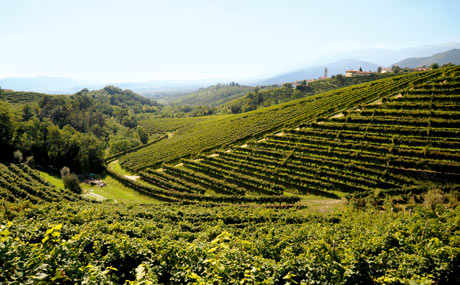 Weinberge in Norditalien: Das Gebiet wird im Norden von den Dolomiten, im Süden von der Adria begrenzt.