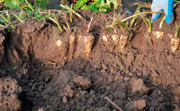 Pastinaken, noch in der Erde