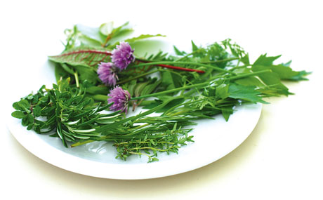 Renaissance der frischen Kräuter.