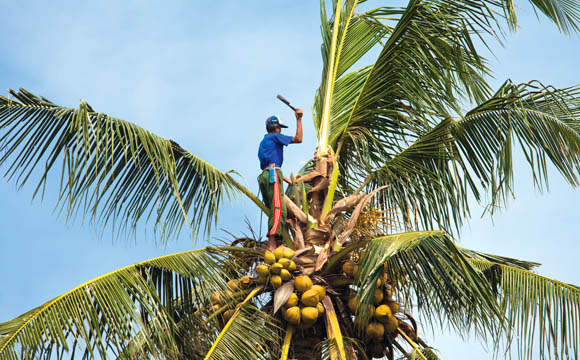 Artikelbild Kokosprodukte - WVK Kokosprodukte: Teil 2