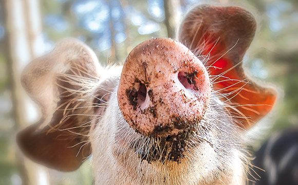 Artikelbild Nun wohl auch Schweinehalter betroffen