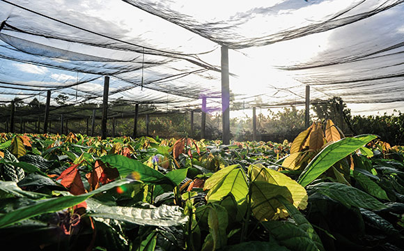 Von Anfang an: Drei eigene Baumschulen gibt es auf El Cacao.