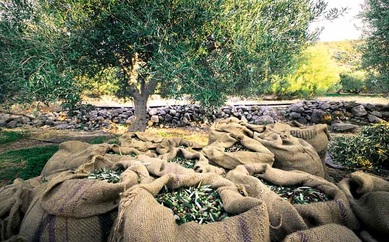 Die Erntemenge eines Olivenbaumes beträgt 20 bis 30 Kilogramm im Jahr.