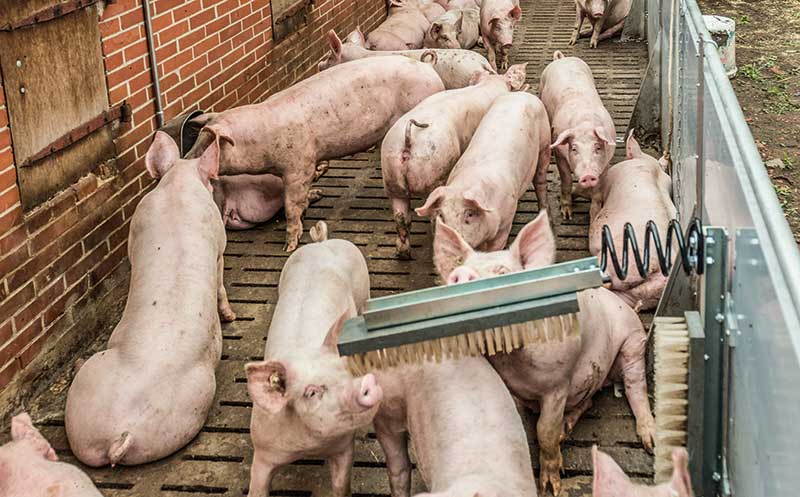 3.000 Schweine sterben bei Brand in Mastanlage