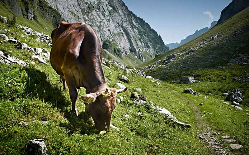 Typisch Schweiz: Braunvieh grast auf der Weide (hier im Sommer auf einer Alm).